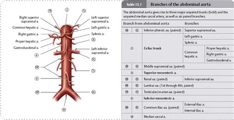 arteries veins atlas  anatomy