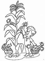 Coloring Corn Stalk Pages Tree Library Clipart Boy sketch template