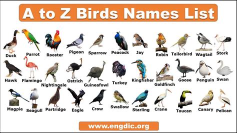 birds names list  pictures  english   engdic