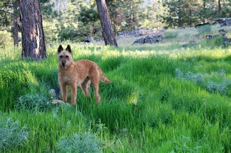 populaire herdershonden de nieuwe hond