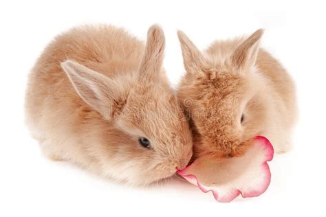 twee kleine rode konijnen kauwen het roze bloemblaadje stock afbeelding image  kleur
