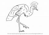 Crane Crowned Grey Drawing Draw Step sketch template