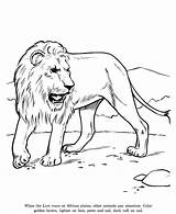 Drawing Animal Drawings Pages Coloring Animals Kids Wild Lion Color Draw Print Book Funny Colouring Zoo Mammals Sketches  Captions sketch template