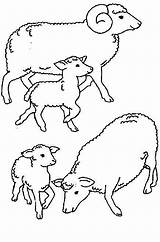 Mouton Coloriage Coloring Sheep Dessiner Dessin Imprimer Colorier Print Pages Aid Adha Al Coloringkids sketch template