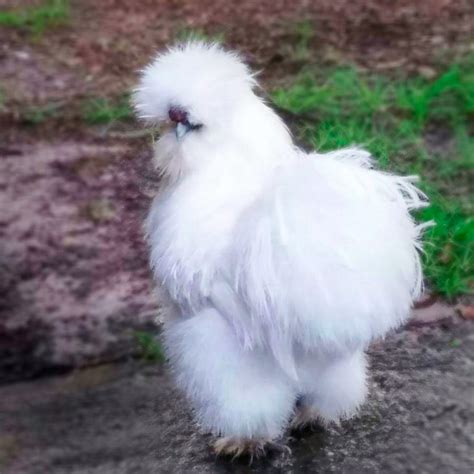 White Silkie Bantam Chicks For Sale Pure Fluffiness