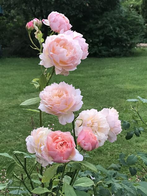 david austin roses  blooming rgardening