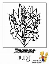 Coloring Easter Flower Lily Lilies Luxurious sketch template