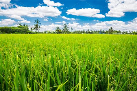 fresh green paddy rice field nature stock  creative market