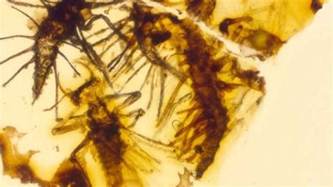 130 million year old insects trapped in amber right when