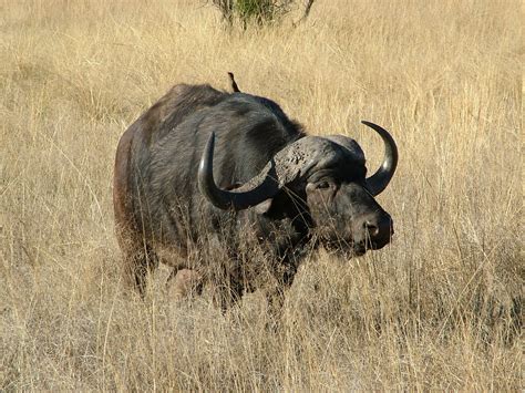 fileafrican buffalojpg wikimedia commons