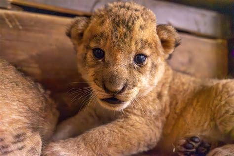 scenes  birth  lion cubs  tanganyika