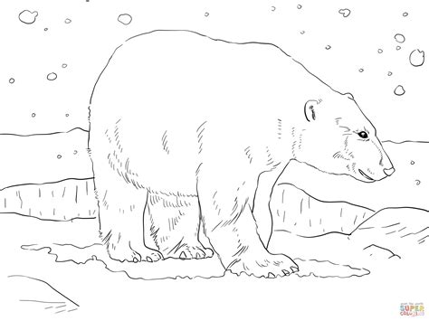 gambar curious polar bear mother cub coloring page printable click