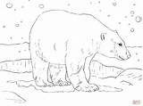 Polar Bear Coloring Adult Pages Salmon Drawing Bears Printable Supercoloring Brown Main Catch Step Skip Super Public Kids Getdrawings sketch template