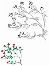 Cranberry Coloring Pages Berries Recommended sketch template