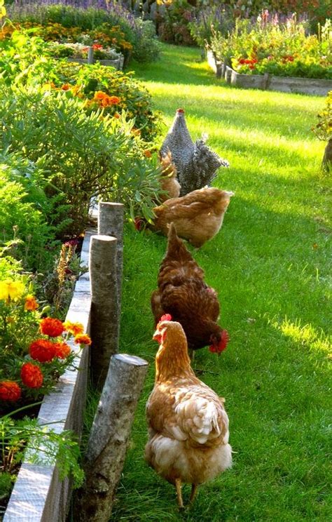 chickens in the garden backyards click