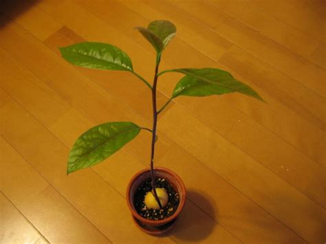 How To Grow Avocados As Houseplants With Pictures Grow Avocado