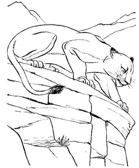 mountain lion coloring pages lion coloring pages adult coloring