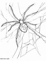 Kleurplaten Spinnen sketch template