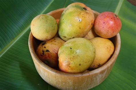 mango season  bowl  ripe mango fruit coffee times blog