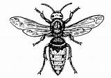 Wasp Coloring Hornet Clipart sketch template