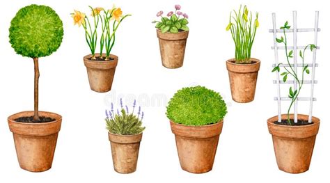 fleurs  plantes de jardin dans des pots dargile ensemble delements