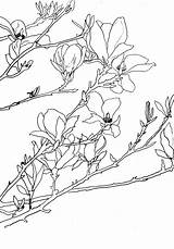Magnolia Henny Choose Board Motif Stencil Tree Sketch Flower Drawings sketch template