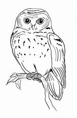 Pages Tawny Frogmouth Template Coloring sketch template