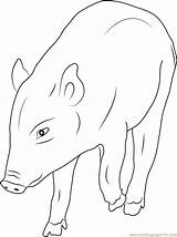 Boar Coloringpages101 sketch template