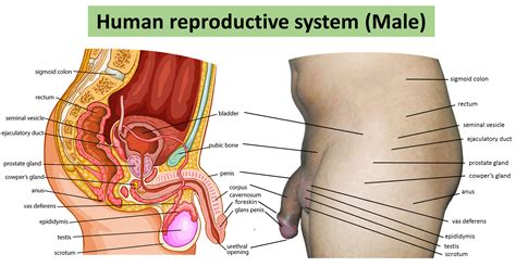 File Human Reproductive System Male  Wikimedia Commons
