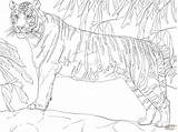 Tiger Bengal Coloring Standing Pages Color Drawing Tank Printable Aubie Drawings Template Tigers Designlooter Click 1536px 52kb 2048 sketch template