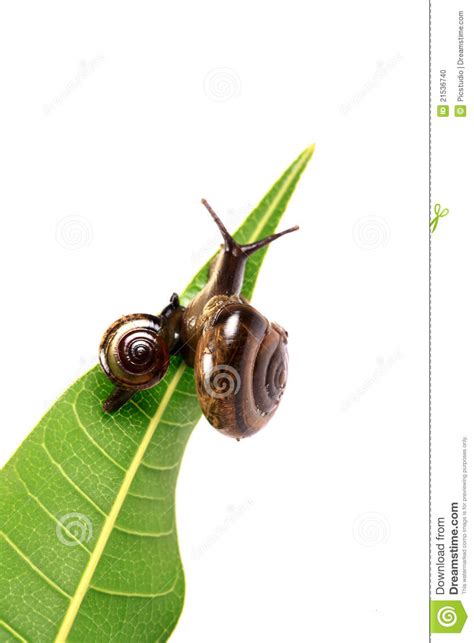 race   top stock photo image  marine snails