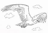 Falco Osprey Pescatore Stampare Volo Coloradisegni Supercoloring sketch template