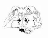 Sheepdog Sheltie Shetland Lassie Retouch Ausmalbilder Malvorlagen Designlooter sketch template