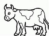 Vache Vaches Troupeau Vaca Gratuitement Automne Archivioclerici Encequiconcerne Cows Quoet Laitière Angus Incroyable Complexion Clipartbest Suggéré sketch template
