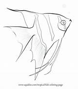 Coloring Pages Angel Walleye Realistic Fish Getdrawings Getcolorings sketch template
