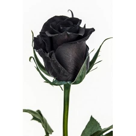 black rose seeds rare