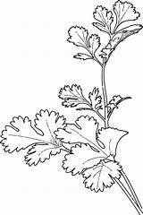 Herb Drawing Coloring Pages Getdrawings sketch template