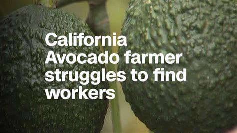 Amid Immigration Crackdown This Avocado Farmer Is Struggling To Find