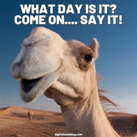 20 hump day memes to help you laugh thru wednesday digital mom blog