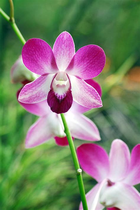 Wild Orchids Photograph By Michael Peychich Fine Art America