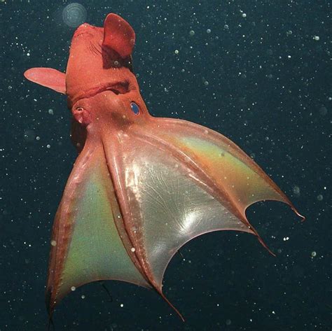 vampire squid facts ancestors   jurassic seas octonation