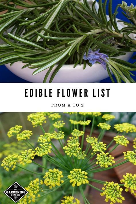 list  edible flowers     list  edible flowers