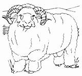Mutton Sheep Big Pages2color Animals Pages Cookie Copyright sketch template