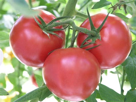 lista de las mejores variedades de tomate mas de  plantas  flores del mundo