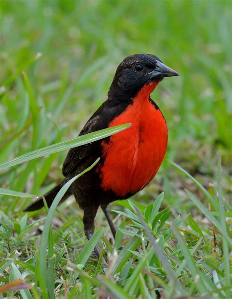 red breasted blackbird sturnella militaris black bird beautiful birds colorful birds