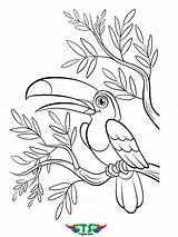 Coloring Bird Tsgos Creative sketch template