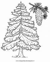 Colorare Abete Alberi Dennenboom Disegno Spruce Redwood Colorat Leukekleurplaten Bomen Tipareste sketch template