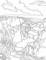 Coloring Bighorn Sheeps Zion Desert Pages sketch template