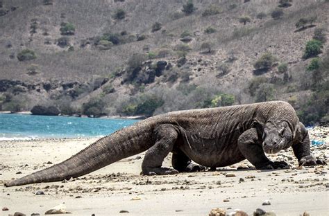 scientists  explained  survival  komodo dragons earth