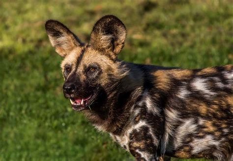 painted dogs  yorkshire wildlife park